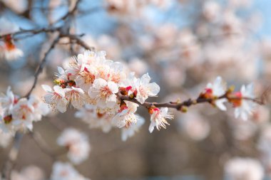 Baharda çiçek açan kayısı. Güzel bahar güneşli çiçekli arka plan, yakın plan