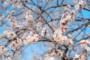 Baharda çiçek açan kayısı. Güzel bahar güneşli çiçekli arka plan, yakın plan