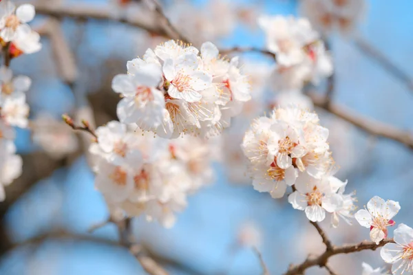 Albaricoque floreciente en primavera. Hermosa primavera soleado fondo floral, primer plano —  Fotos de Stock