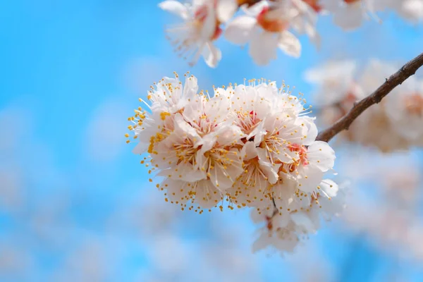 Albaricoque floreciente en primavera. Hermosa primavera soleado fondo floral, primer plano —  Fotos de Stock