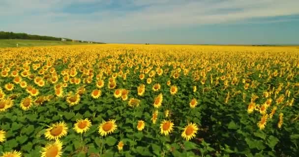 Drohne bewegt sich über gelbes Sonnenblumenfeld. Reihen von Sonnenblumen. Agrarindustrie — Stockvideo