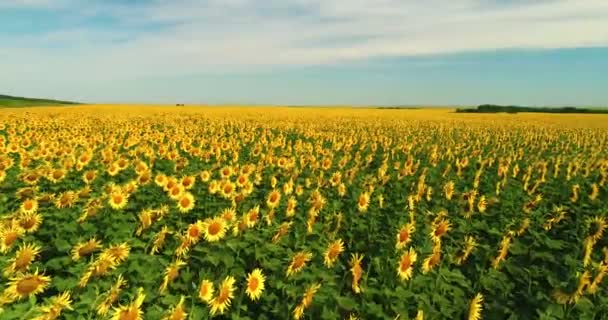 Drone se déplaçant à travers le champ jaune de tournesols. Des rangées de tournesols. Industrie agricole 