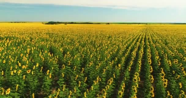 Drohne bewegt sich über gelbes Sonnenblumenfeld. Reihen von Sonnenblumen. Agrarindustrie — Stockvideo