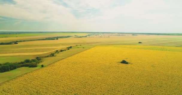Luftaufnahme des Sonnenblumenfeldes sonnigen Tages. Flug über das Sonnenblumenfeld — Stockvideo