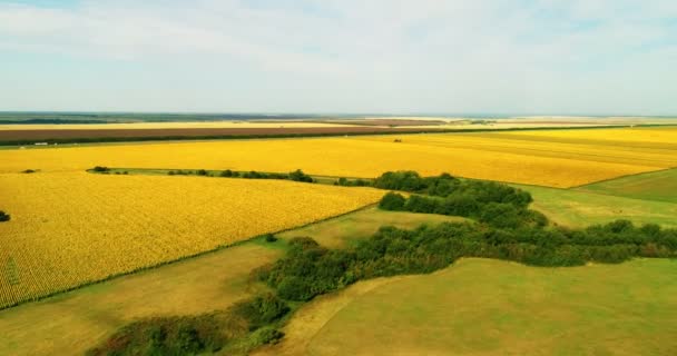 Vista aérea del campo de girasol día soleado. Vuelo sobre el campo de girasol — Vídeos de Stock