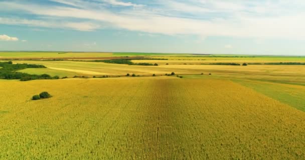 Luchtfoto van het zonnebloemveld zonnige dag. Vlucht over het zonnebloemveld — Stockvideo