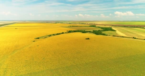 Légi kilátás a napraforgó mező napos nap. Repülés a napraforgómező felett — Stock videók