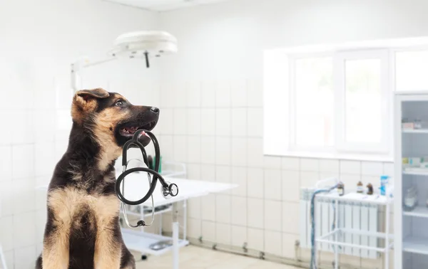 Ποιμενικό κουτάβι, κτηνιατρική κλινική — Φωτογραφία Αρχείου