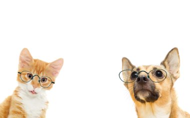 yavru kedi ve gözlüklü içinde köpek yavrusu 