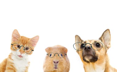 yavru kedi ve köpek yavrusu, gözlüklü, cavy 