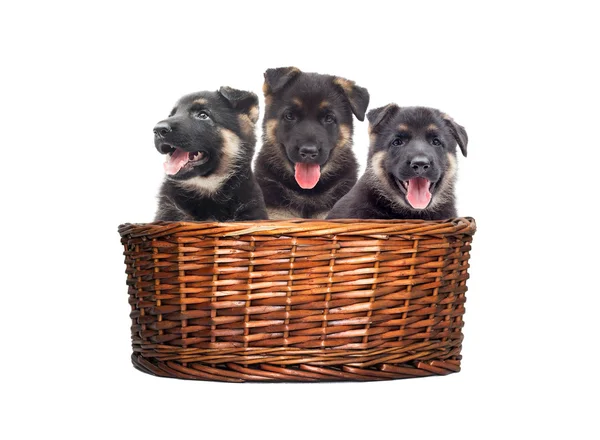 Chiots mignons dans le panier — Photo