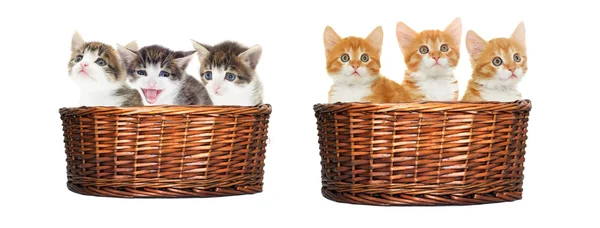 Kittens looks in the basket — Stock Photo, Image