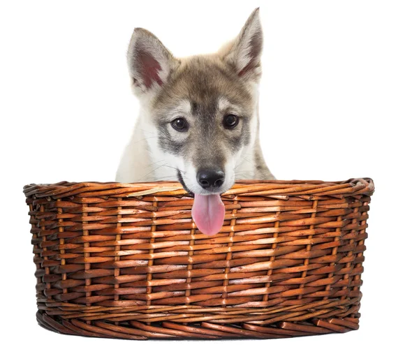 Puppy looks in the basket isolated — Stockfoto