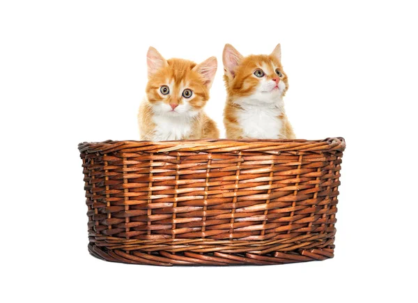 Cute red kitten in the basket — Stock Photo, Image