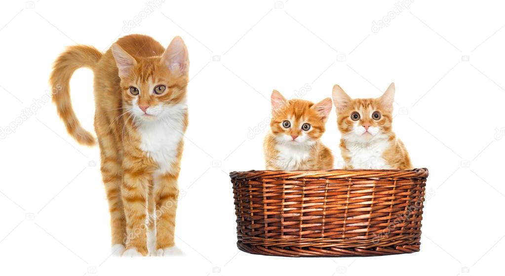 kittens looks in the basket