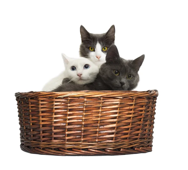 Kittens looks in the basket — Stock Photo, Image