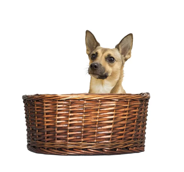 Puppy looks in the basket isolated — Stockfoto