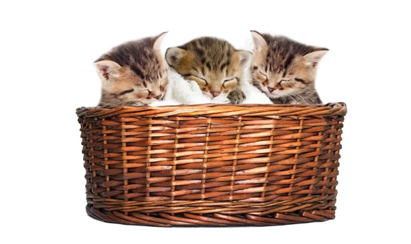 Kittens looks in the basket — Stock Photo, Image