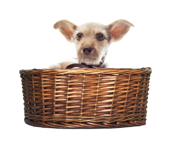 Puppy looks in the basket isolated — Stock Photo, Image