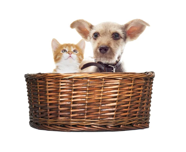 Cachorro e gatinho em uma cesta — Fotografia de Stock