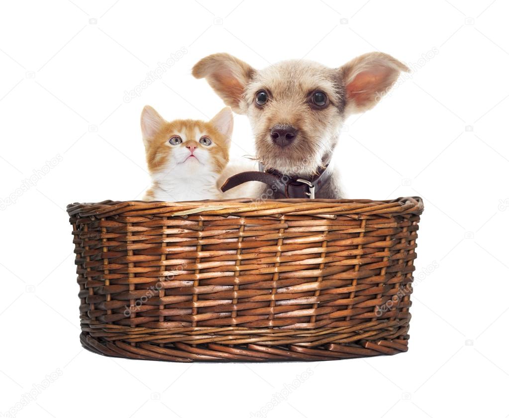 puppy and kitten in a basket