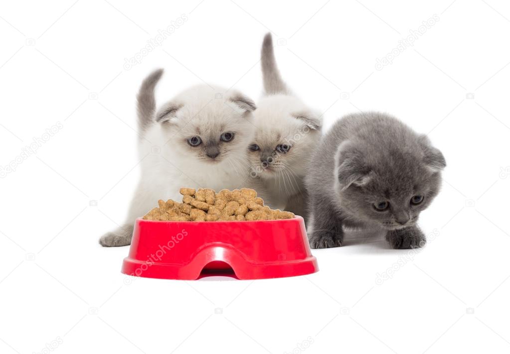 cute cats isolated