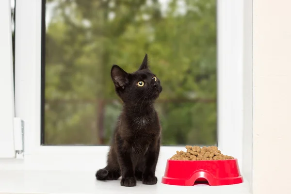 Gatito y un tazón de comida seca — Foto de Stock