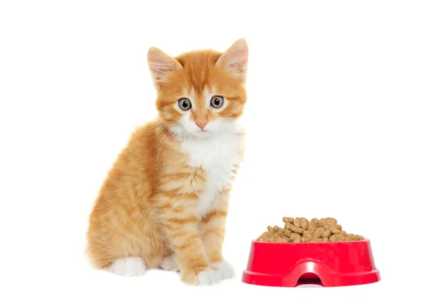 Carino gattino isolato — Foto Stock