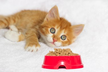 İzole şirin yavru kedi