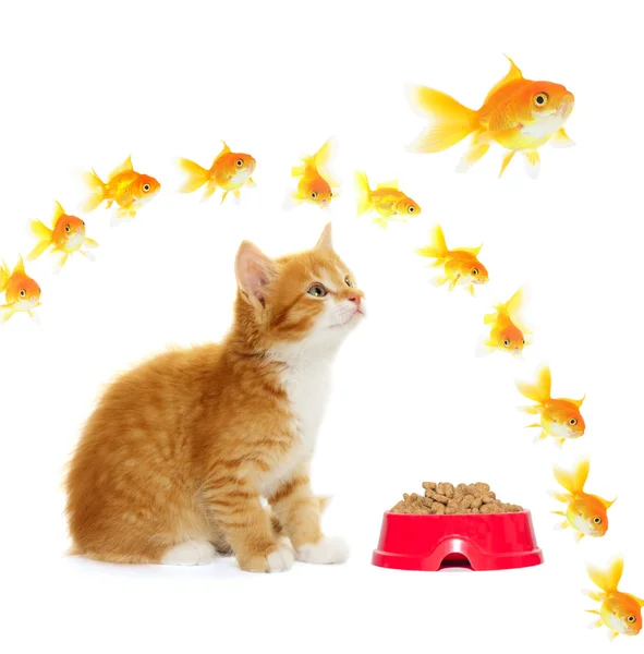 Gatito y pez dorado —  Fotos de Stock