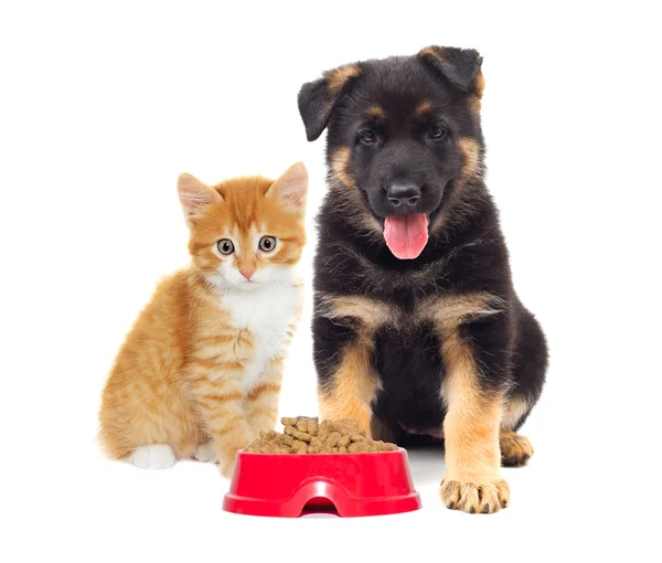 Gato e cão olhando em um prato de comida — Fotografia de Stock