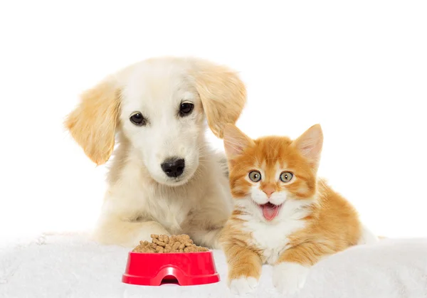 Γάτας και σκύλου που ψάχνει για ένα πιάτο φαγητό — Φωτογραφία Αρχείου