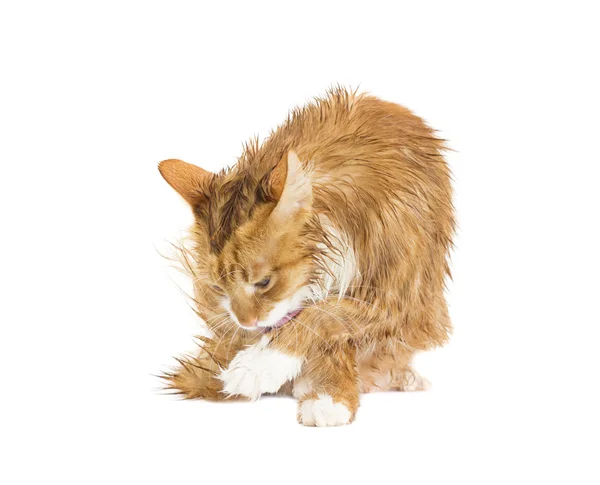 Wet red cat on a white background — Stock Photo, Image