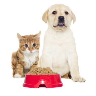 kedi ve köpek bir tabak yemek üzerinde seyir