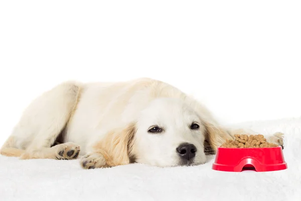 乾燥した食糧をボウルのかわいい子犬 — ストック写真