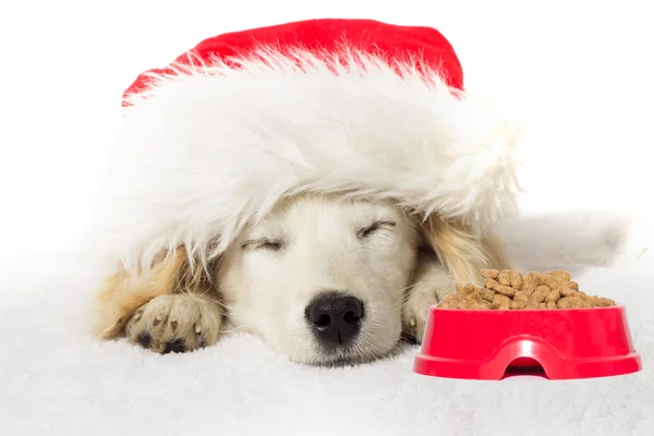 Christmas labrador puppy — Stock Photo, Image