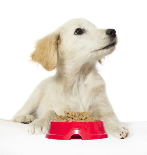 Schattige puppy met kom met droge voeding Stockafbeelding