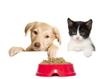 kedi ve köpek bir tabak yemek üzerinde seyir