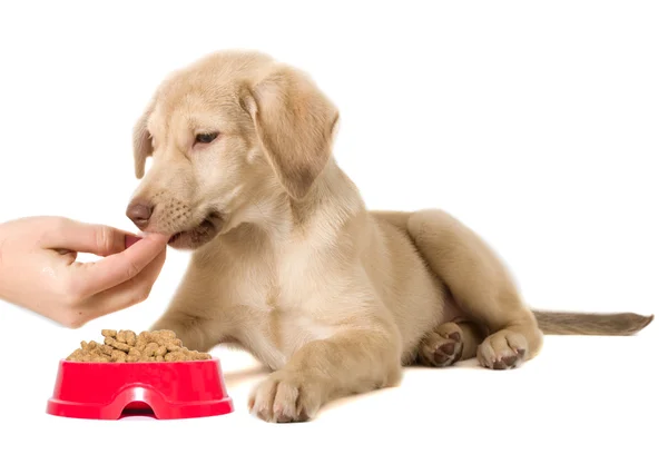 Cute puppy with bowl with dry food — Stock Photo, Image
