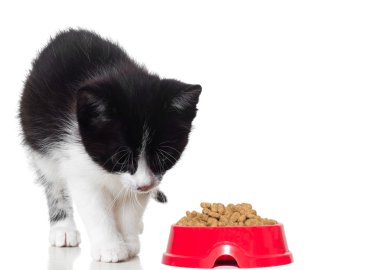 İzole şirin yavru kedi