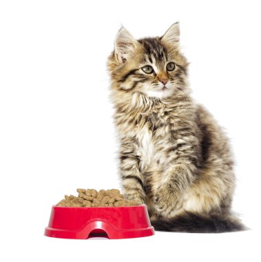 komik kabarık tabby yavru kedi