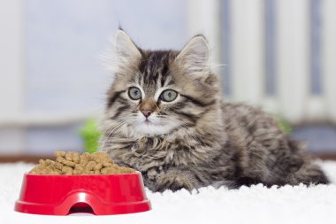 komik kabarık tabby yavru kedi