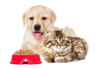 komik kedi ve köpek yavrusu
