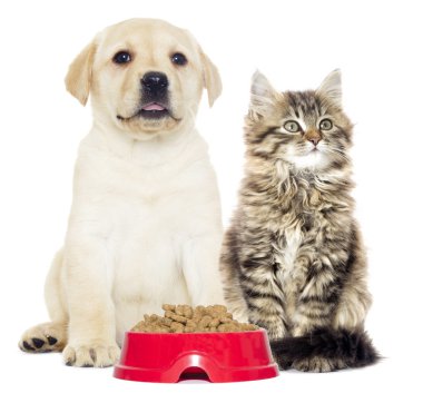 komik kedi ve köpek yavrusu