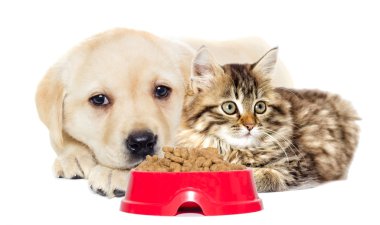 komik kedi ve köpek yavrusu