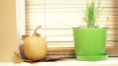 bir tencerede yeşil çimen