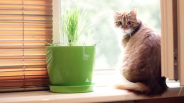 komik kırmızı kedi 
