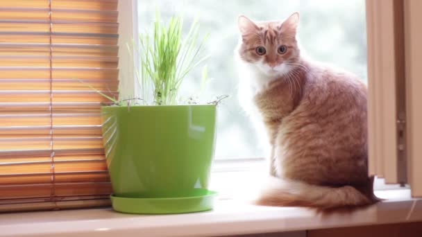 Gato rojo sentado en ventana — Vídeos de Stock