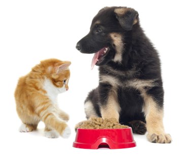 kedi ve köpek bir tabak yemek üzerinde seyir
