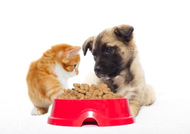 kedi ve köpek bir tabak yemek üzerinde seyir